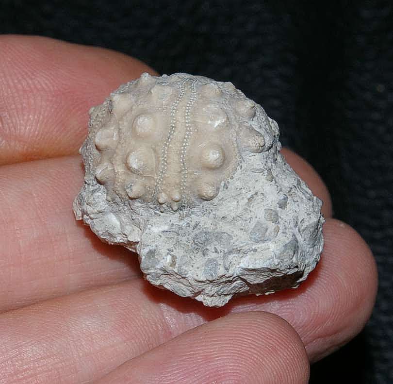 Hemicidaris intermedia