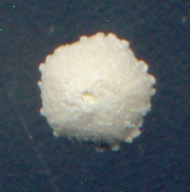 Codiopsis bruni