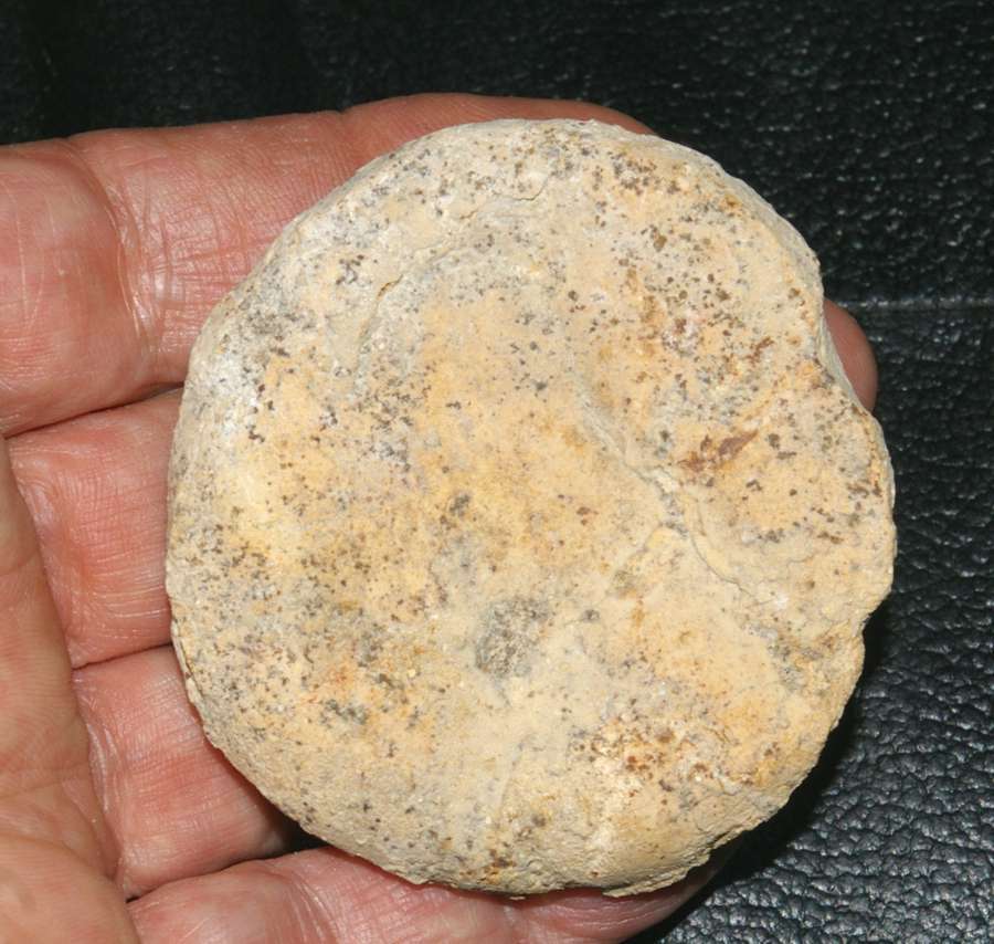 Collyrites elliptica