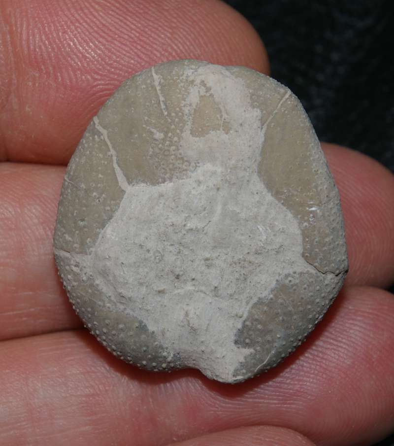 Heteraster texanum