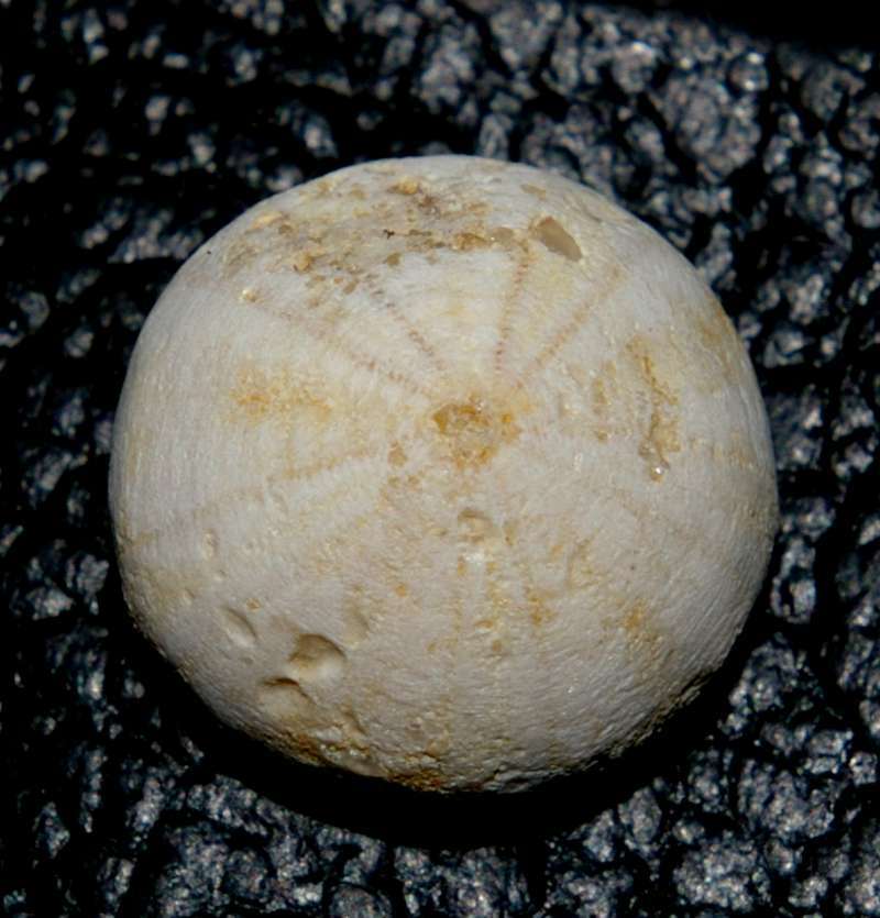 Discoidea minima