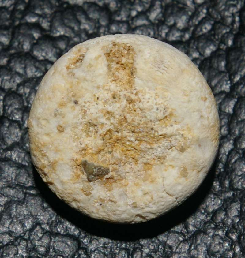 Discoidea minima