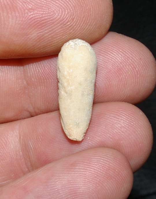 Radiolas balanocidaris