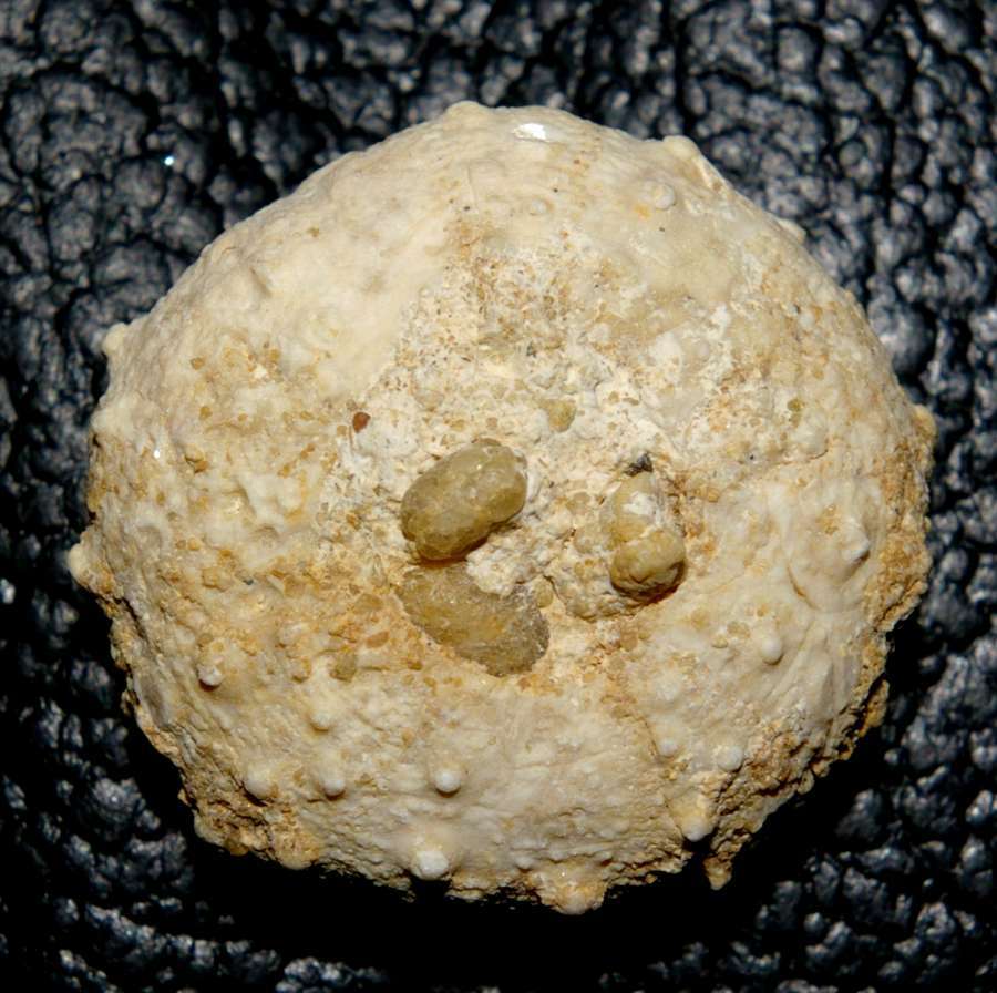 Phymosoma cennomanense
