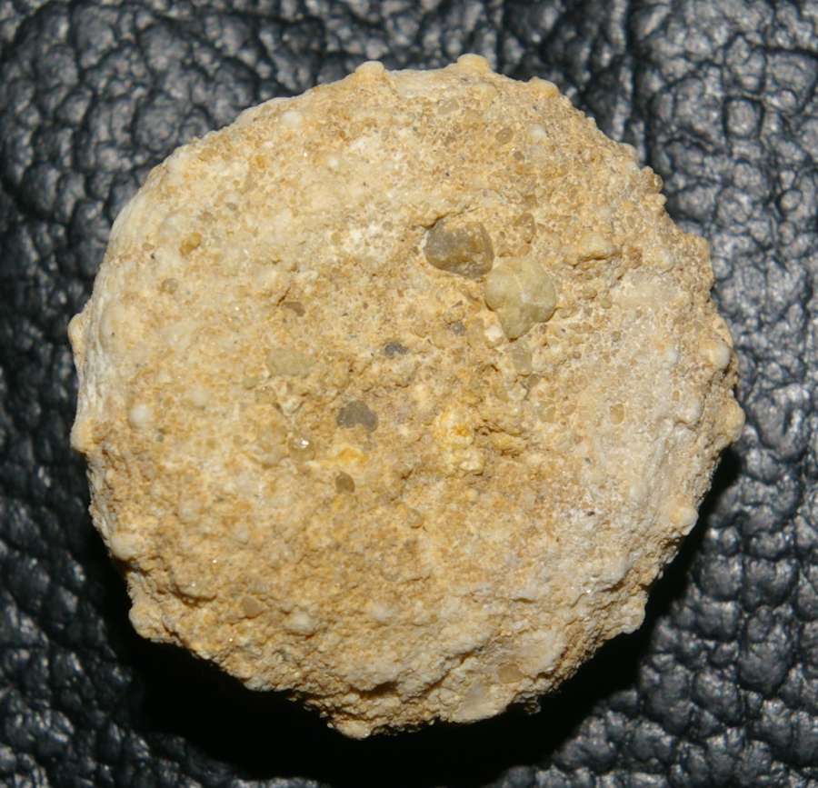 Phymosoma cennomanense
