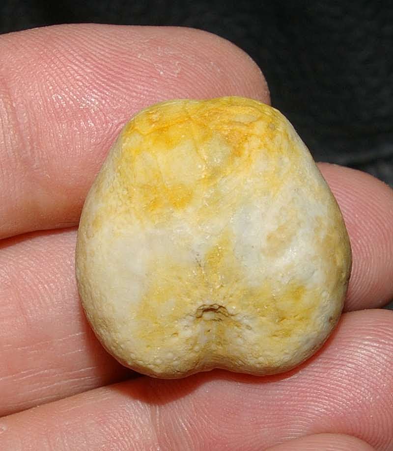 fossils echinoid Lambertiaster auberti
