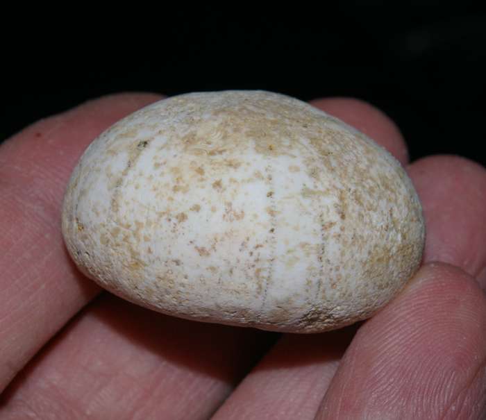 Fossil Cenamonian echinoid