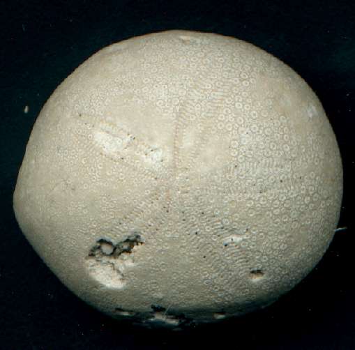 Rynchlampas carolinensis