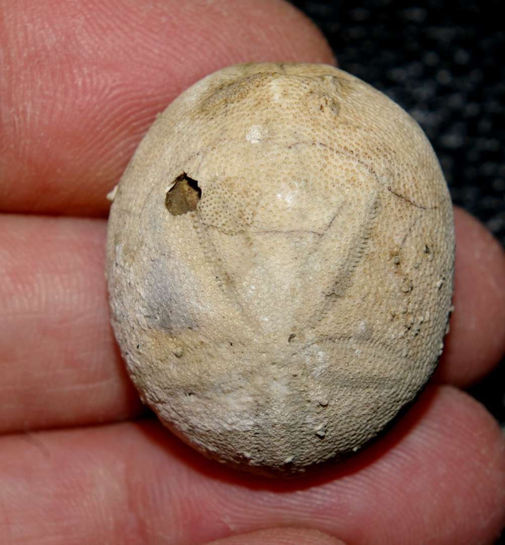 Rynchlampas carolinensis
