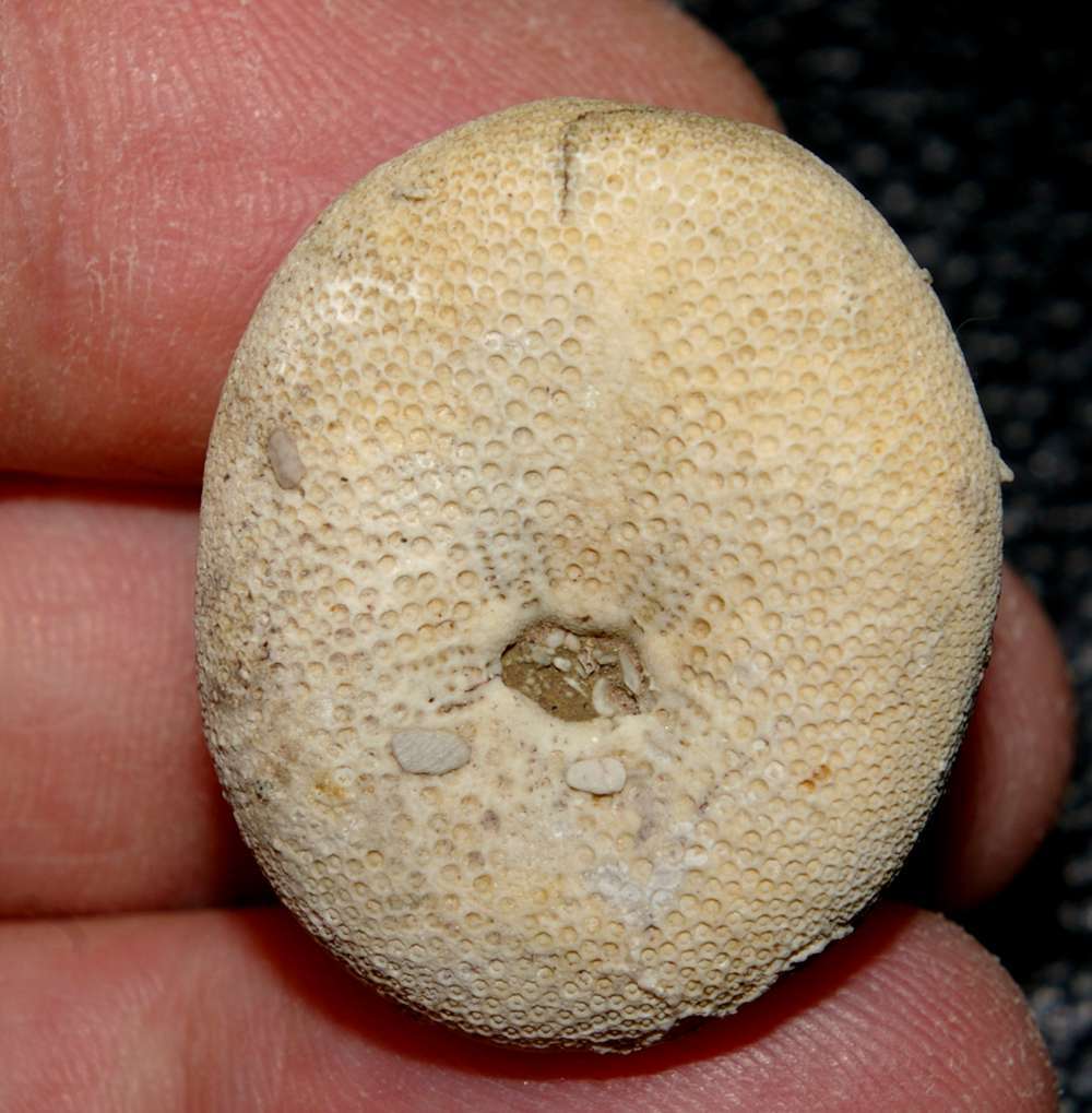 Rynchlampas carolinensis