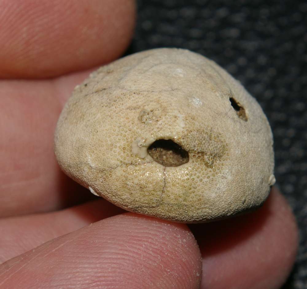 fossil echinoid