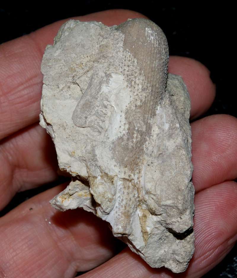 Paracidaris laeviscula spine