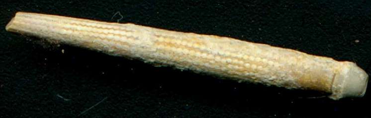 Cidaris melitensis