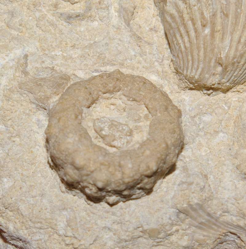 Cidaris 