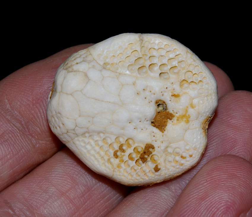 Miocene echinoid Lovenia forbesi.jpg