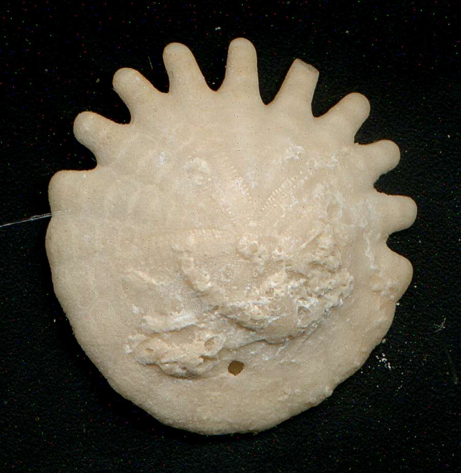 Heliophora orbicularis