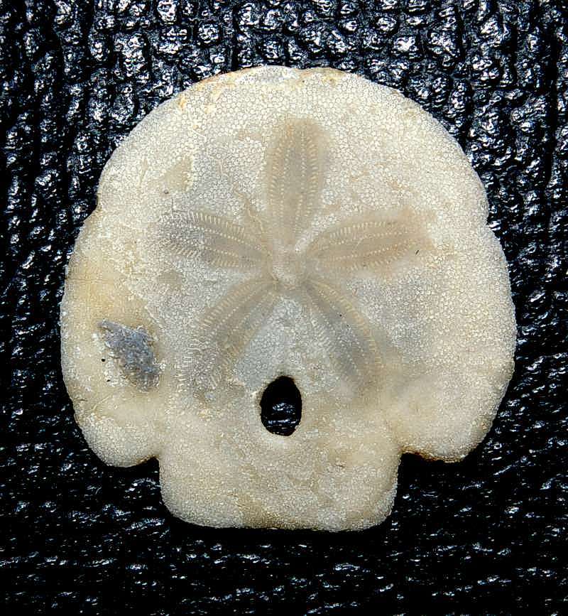Encope tamianiense