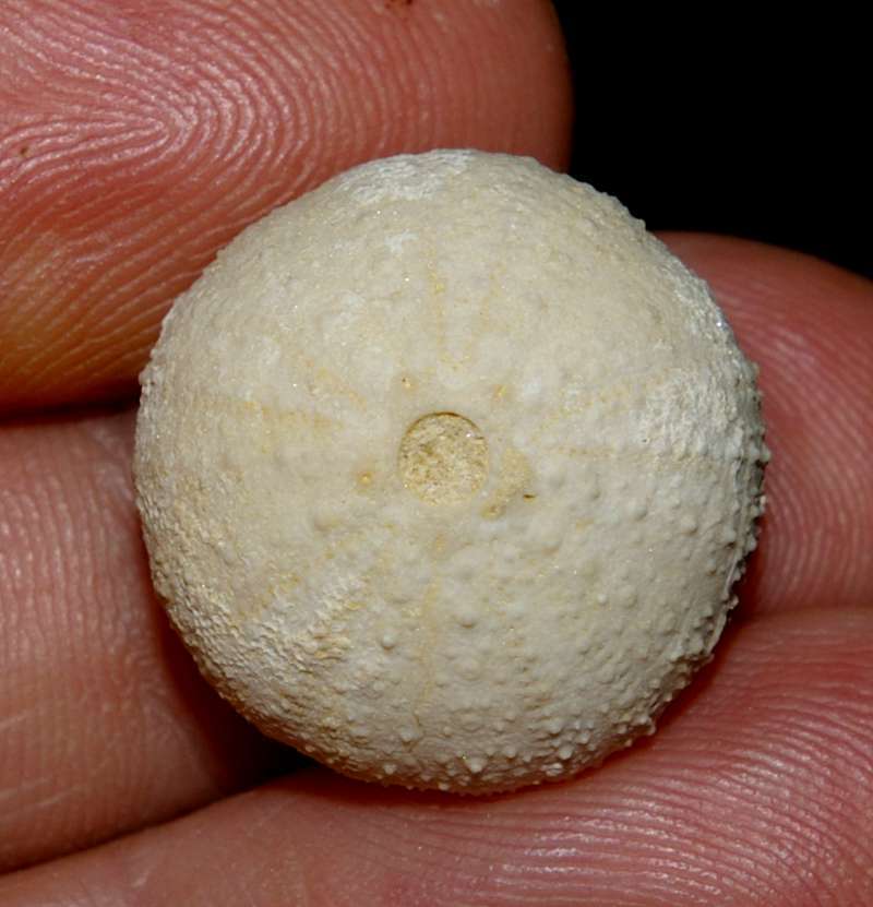 Ortholophus morganensis.jpg