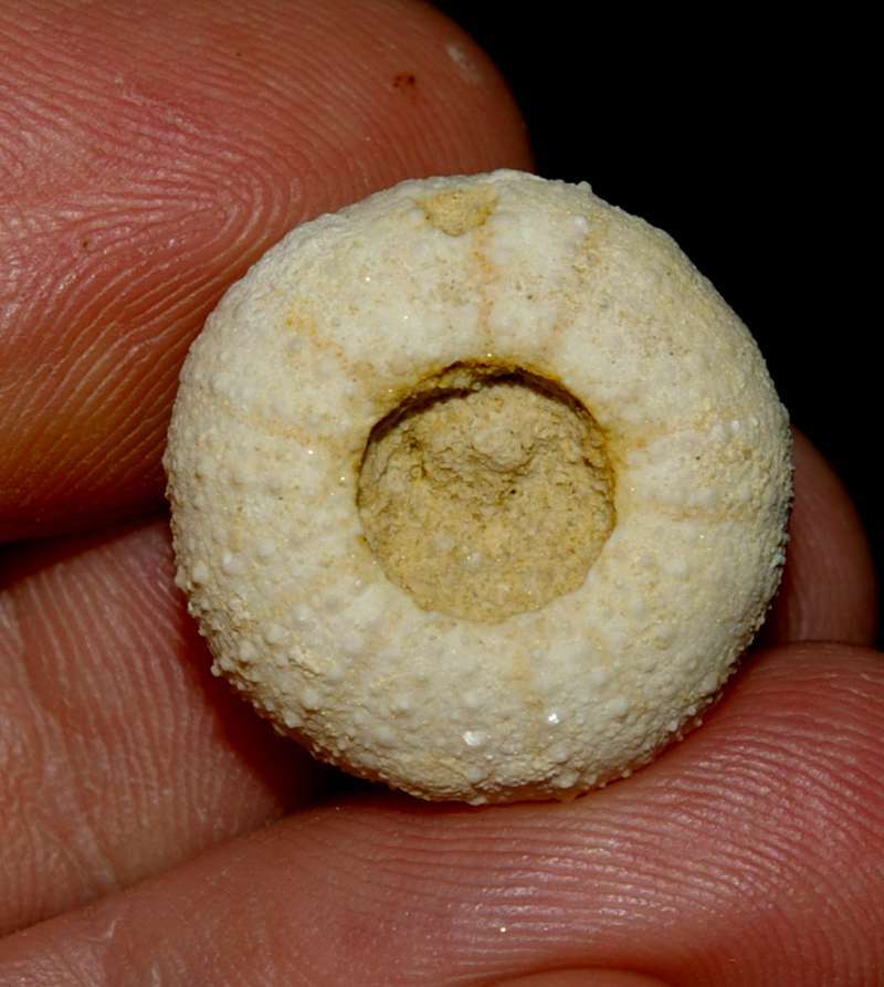 Ortholophus morganensis