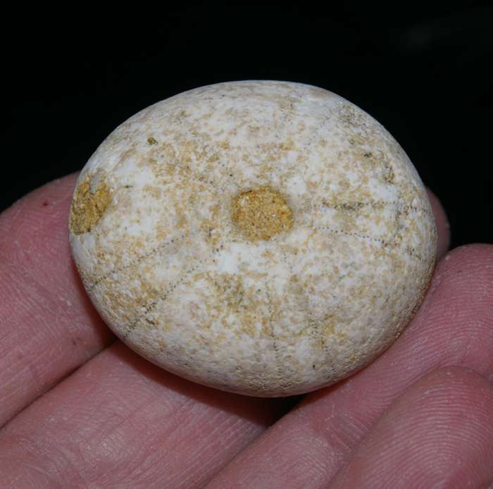 Fossil Cenamonian echinoid