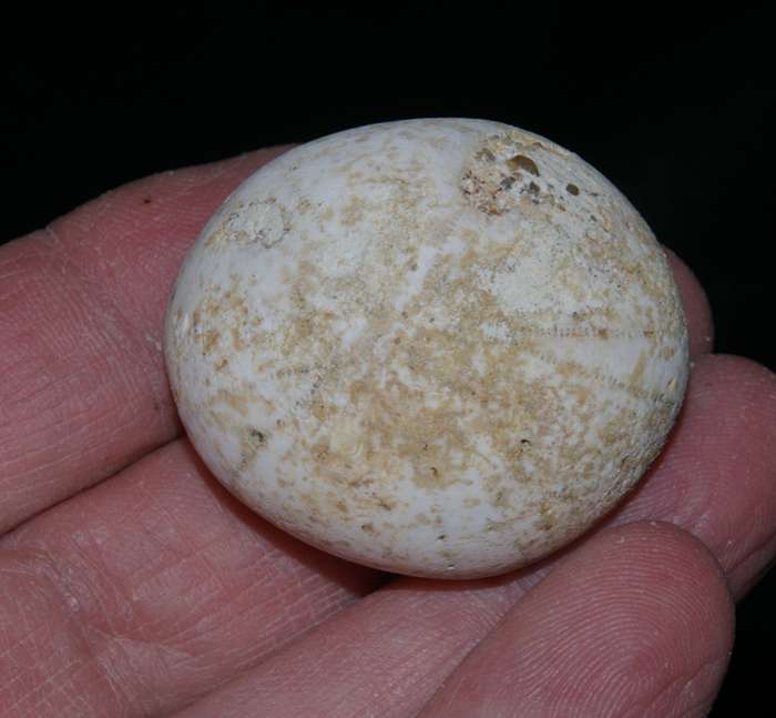 Fossil Cenamonian echinoid