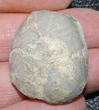 fossil echinoid