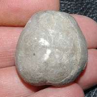 fossil echinoid