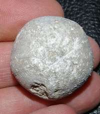 fossil echinoid