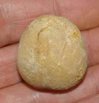 Jurassic Callovian fossil echinoid