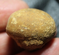 Jurassic Callovian fossil echinoid