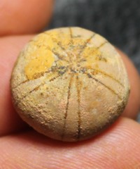 Holectypus
