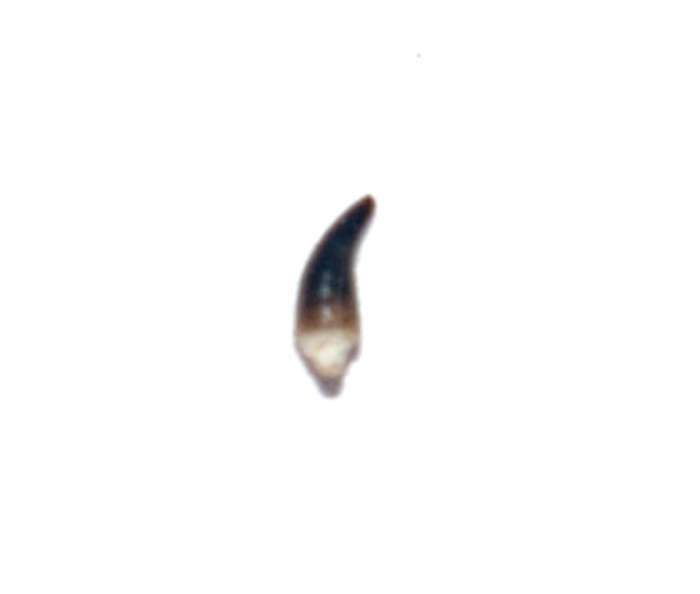 Fossil tooth
