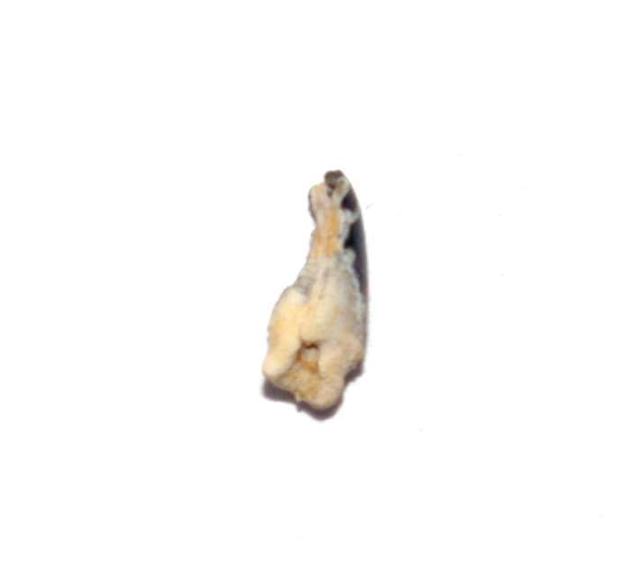 Fossil tooth