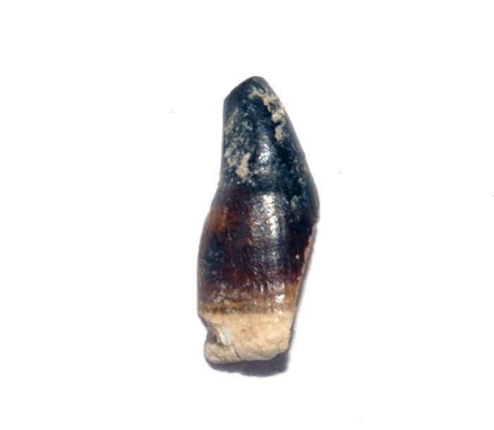 Fossil tooth