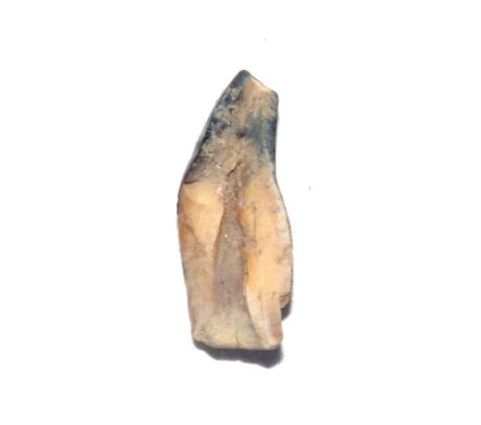 Fossil tooth