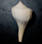melongenidae fossil