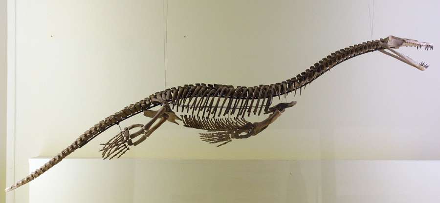 Nothosaurus skeleton