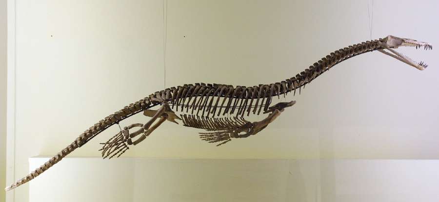 nothosaurus tooth