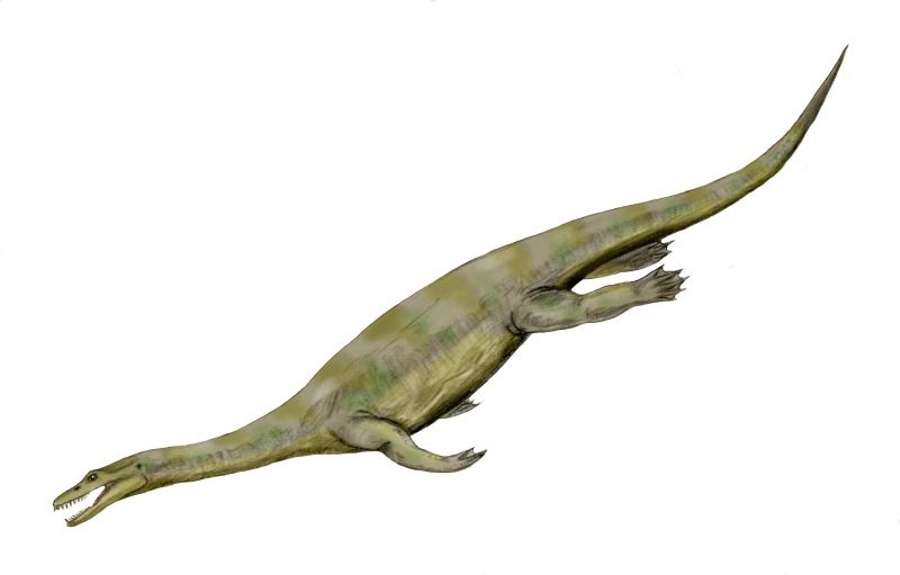 Nothosaurus reconstruction