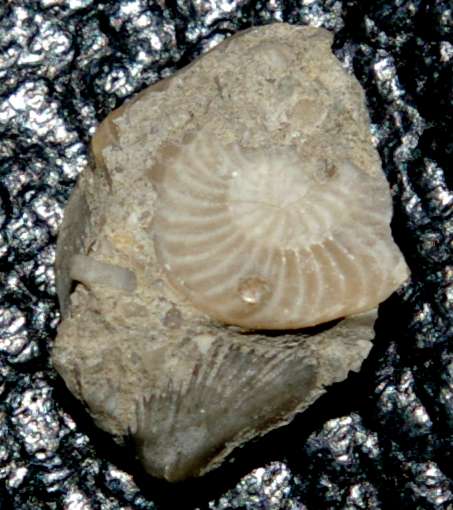 Operculina canalifera