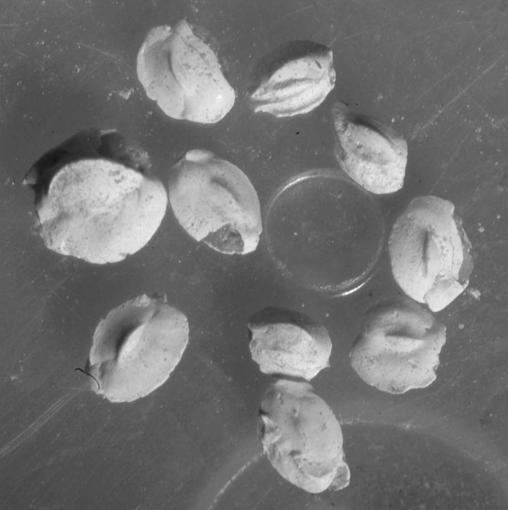 fossils Foraminifera