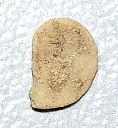 fossil Foraminifera