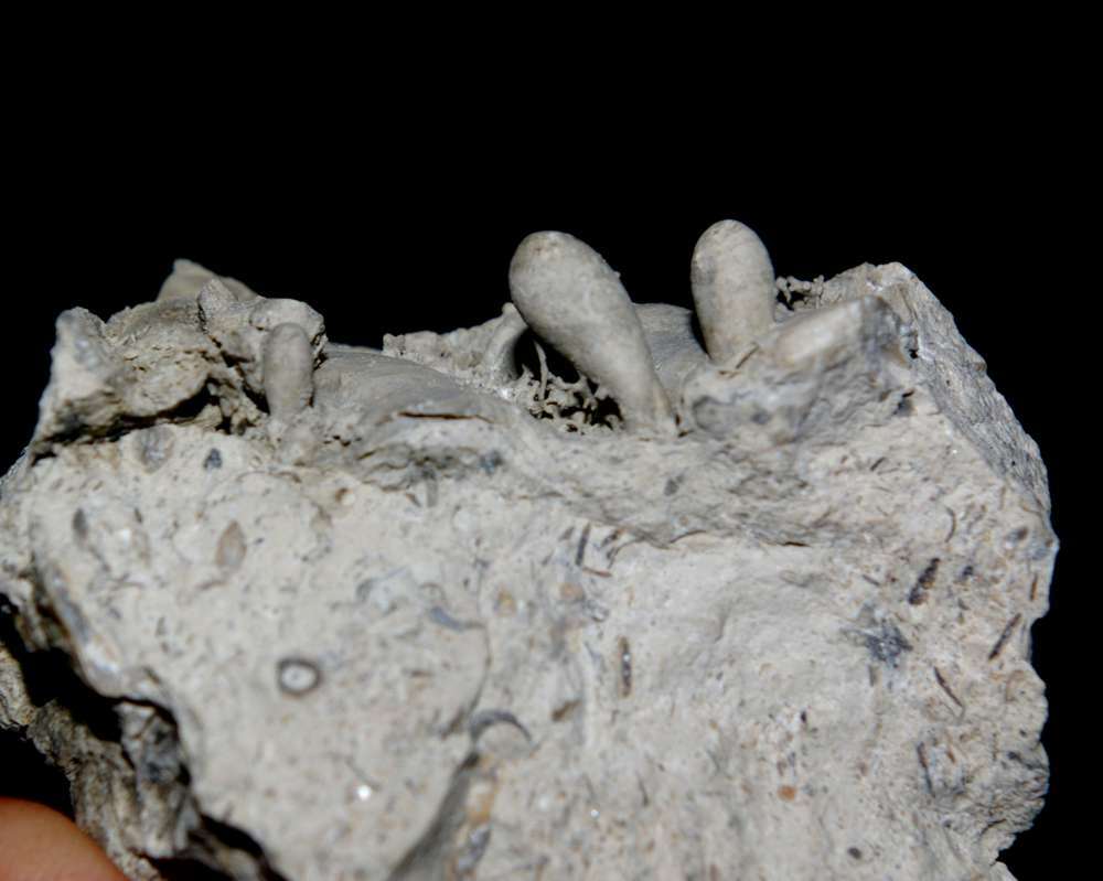 polychaetes fossils