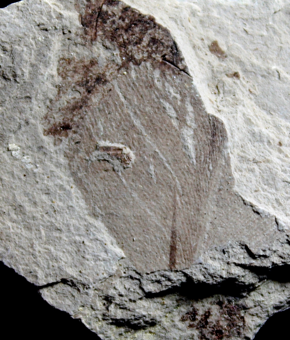 Fossil Bird Feather