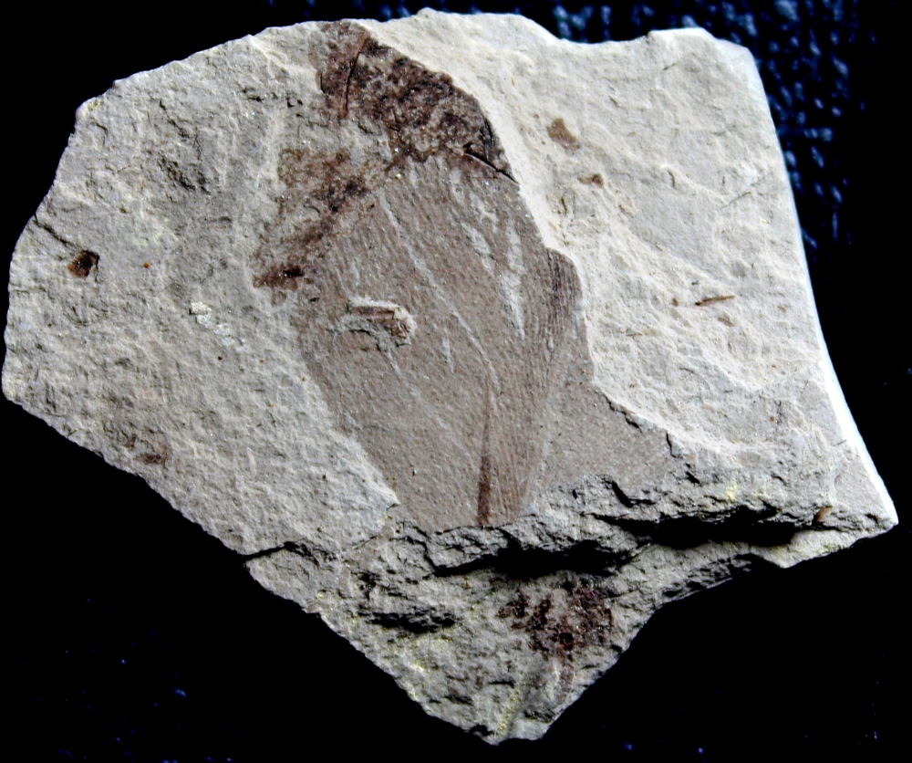 Fossil Bird Feathe