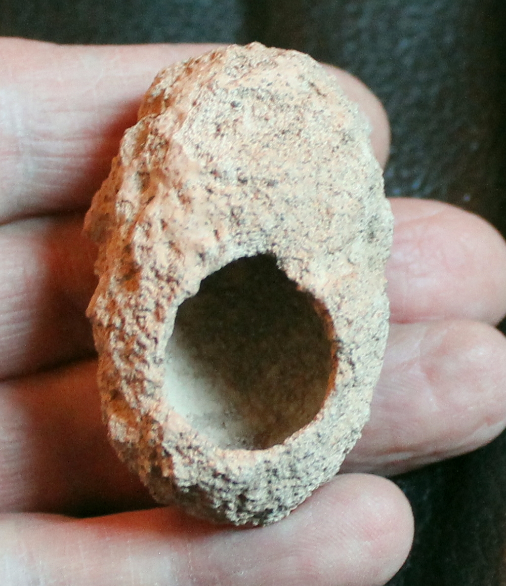 Fossil pupal cases of the weevil
