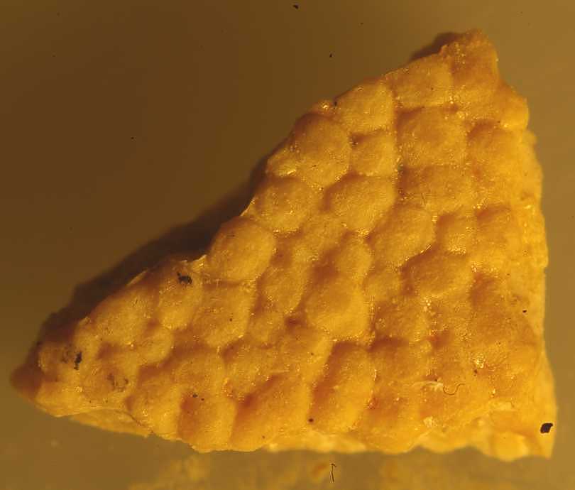 Fossils Dinosaur egg