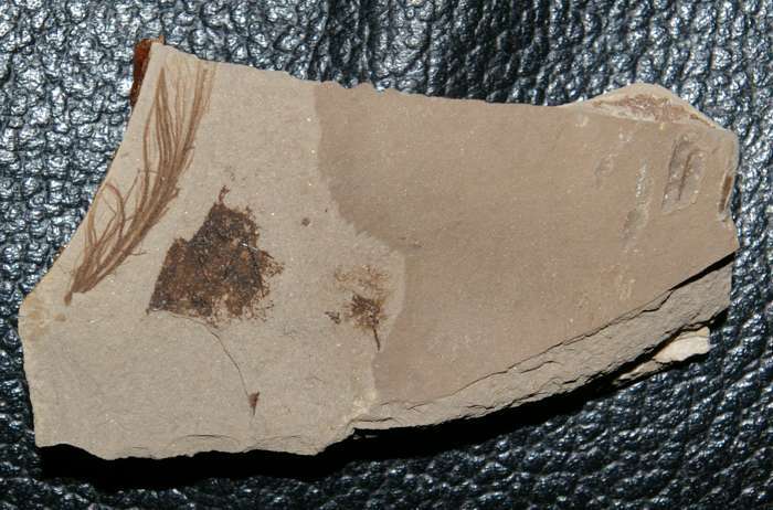 Fossil Bird Feather