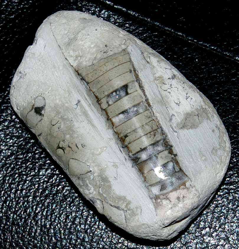 Fossil  Nautiloid