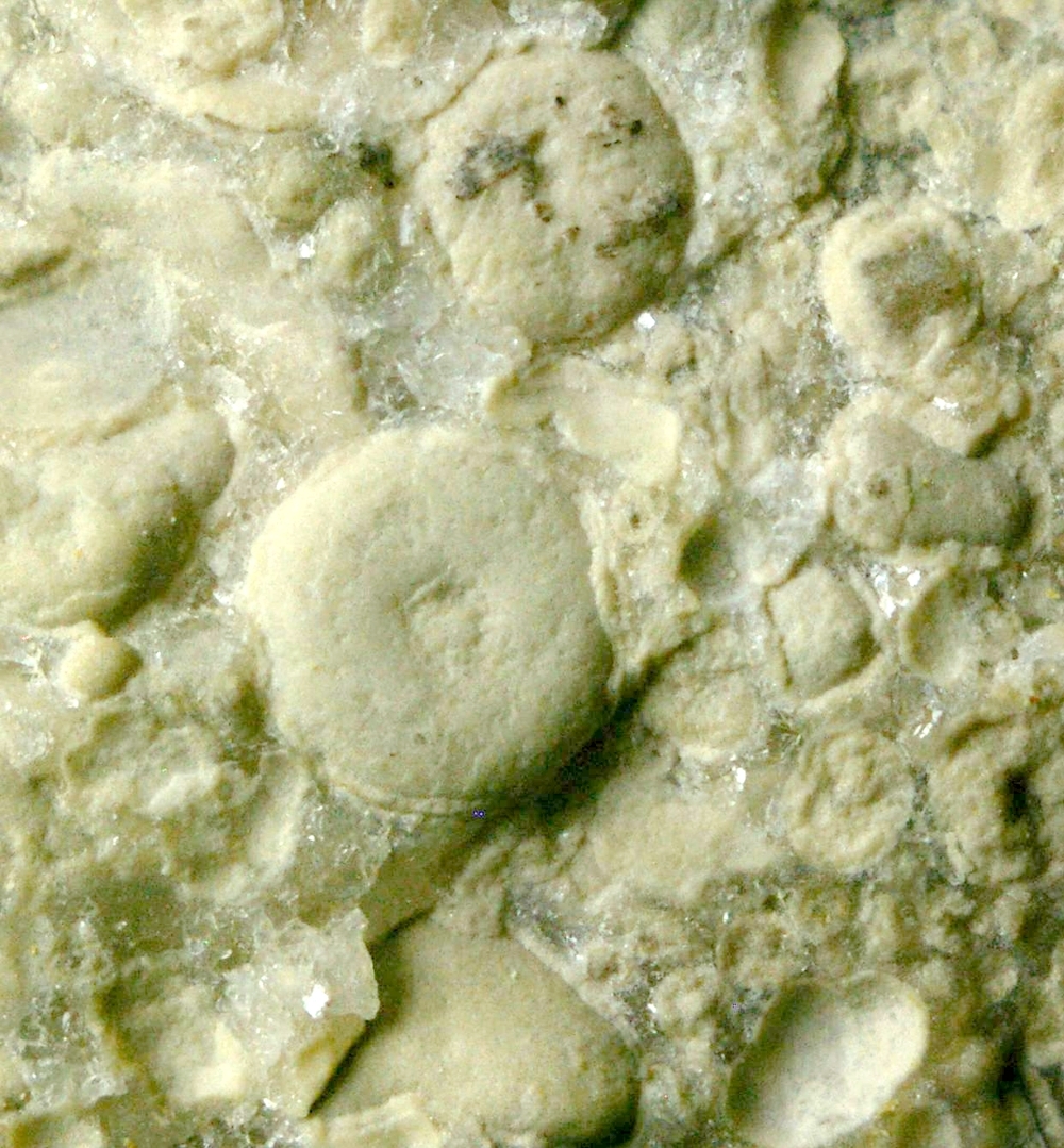 Mobergella turgida